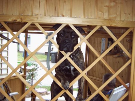 Amerikanischer Pit-Bullterrier Schneuzi hinter Gitter