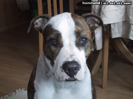 Amerikanischer Pit-Bullterrier unser Ronny