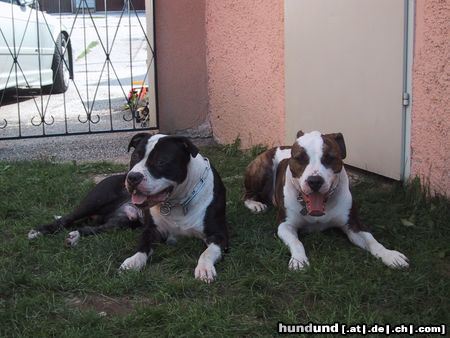 Amerikanischer Pit-Bullterrier Odin u. Ronny