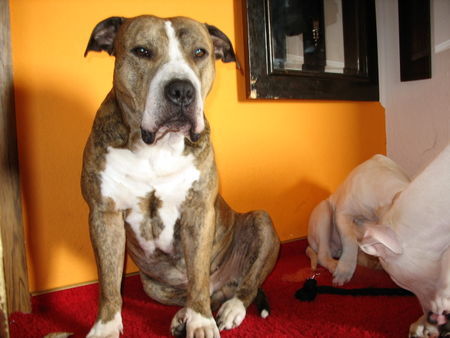 Amerikanischer Pit-Bullterrier Der Papa des kleinen Dooley