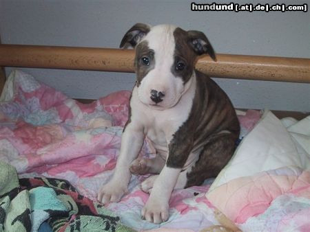 Amerikanischer Pit-Bullterrier unser Ronny (8 Wochen alt)