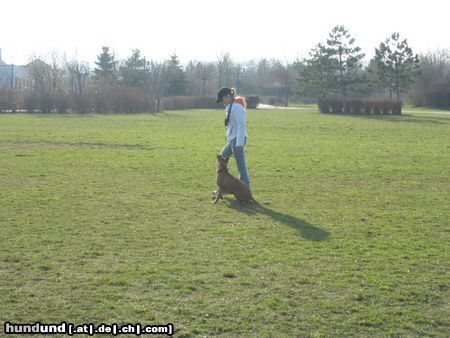 Amerikanischer Pit-Bullterrier Ida beim Training