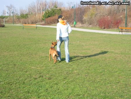 Amerikanischer Pit-Bullterrier Ida beim Training