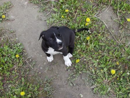 Amerikanischer Pit-Bullterrier Nera: 8 Wochen