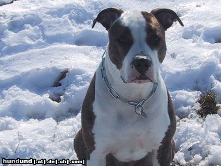 Amerikanischer Pit-Bullterrier unser Ronny im Schnee