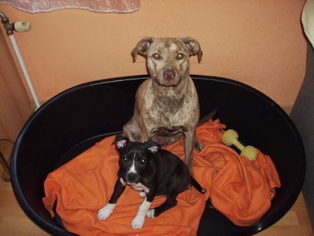 Amerikanischer Pit-Bullterrier Sira & Nera