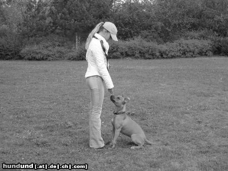 Amerikanischer Pit-Bullterrier Ida beim Training