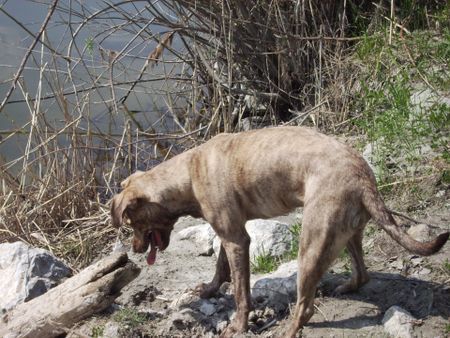 Amerikanischer Pit-Bullterrier Sira: GEIL........ ein Stock 