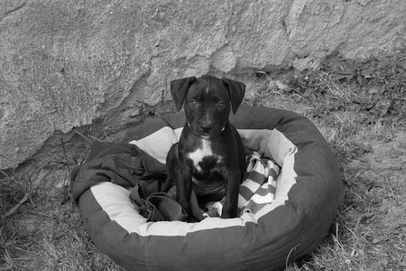 Amerikanischer Pit-Bullterrier