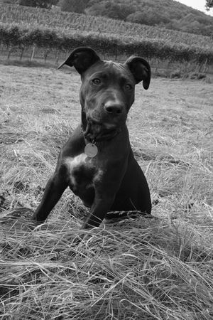 Amerikanischer Pit-Bullterrier