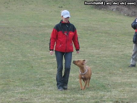 Amerikanischer Pit-Bullterrier Ida BGH1 Prüfung