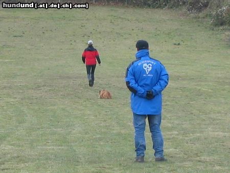 Amerikanischer Pit-Bullterrier Ida BGH1 Prüfung