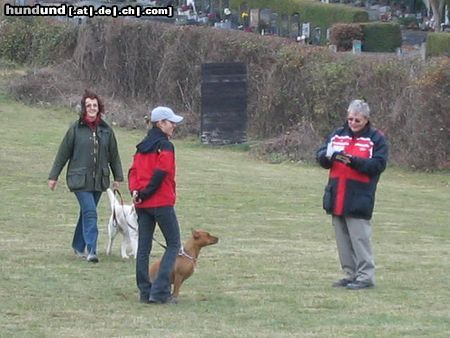 Amerikanischer Pit-Bullterrier Ida BGH1 Prüfung Bewertung