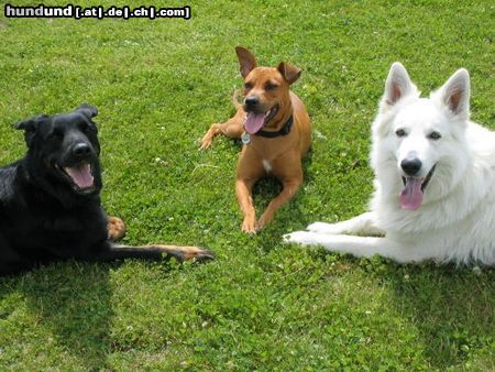 Amerikanischer Pit-Bullterrier Ida und Ihre Männer