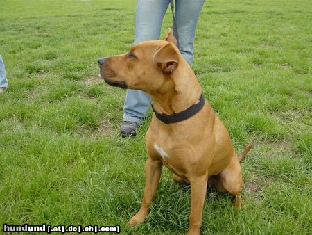 Amerikanischer Pit-Bullterrier Ida 9 1/2 Monate