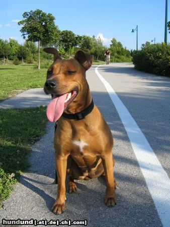 Amerikanischer Pit-Bullterrier