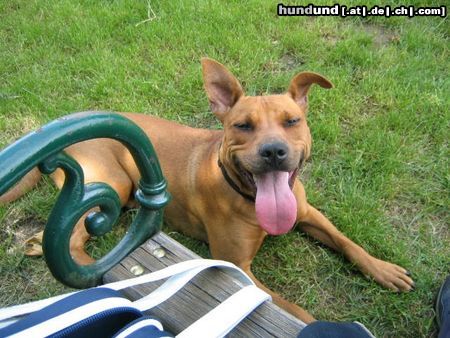 Amerikanischer Pit-Bullterrier Ida nach dem Balli spielen