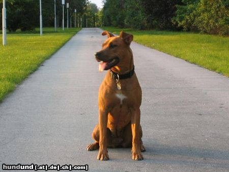 Amerikanischer Pit-Bullterrier Ida 