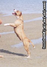 Amerikanischer Pit-Bullterrier Brasil