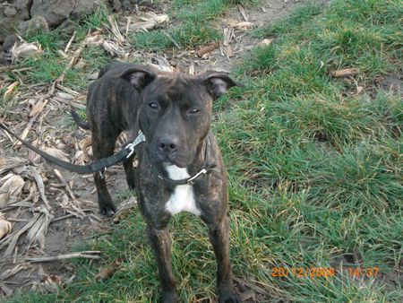 Amerikanischer Pit-Bullterrier