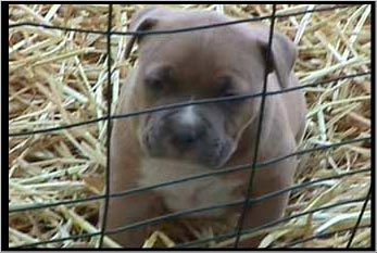 Amerikanischer Pit-Bullterrier