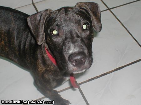 Amerikanischer Pit-Bullterrier