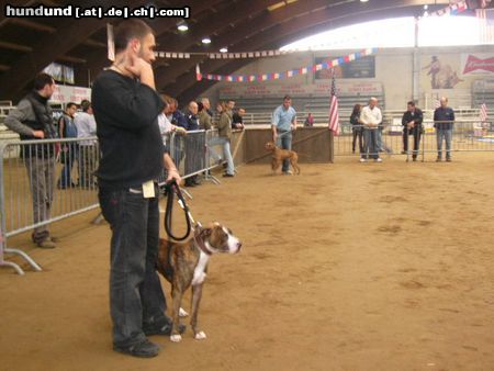 Amerikanischer Pit-Bullterrier Coco grüsst euch