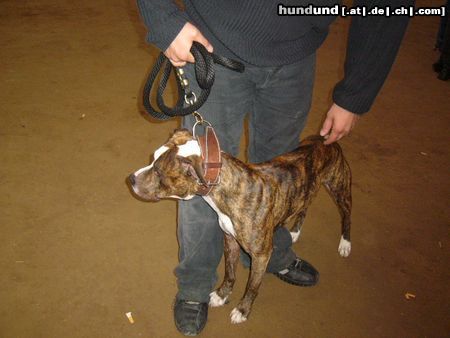 Amerikanischer Pit-Bullterrier