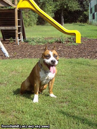 Amerikanischer Pit-Bullterrier Mexx