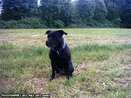 Amerikanischer Pit-Bullterrier Zuckersüße Zicke- 4Jahre alt