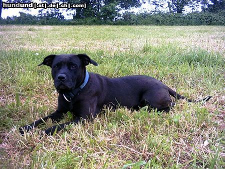 Amerikanischer Pit-Bullterrier Unsere schwarze 