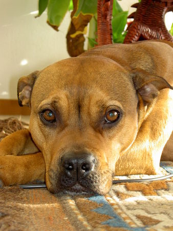 Amerikanischer Pit-Bullterrier