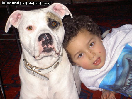 Amerikanischer Pit-Bullterrier Shaka Zulu und Leandro