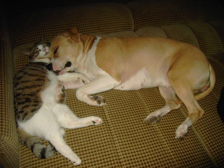 Amerikanischer Pit-Bullterrier Bagira und Max beim Mittagsschläfchen