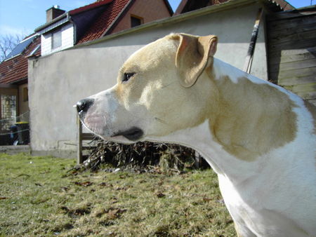 Amerikanischer Pit-Bullterrier Bagira Sonnenkind