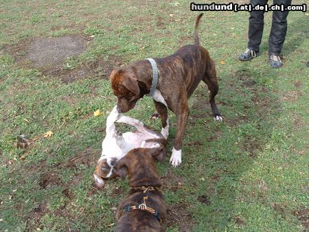 Amerikanischer Pit-Bullterrier Vater und Söhne