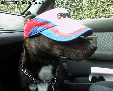 Amerikanischer Pit-Bullterrier ich bin cool.....