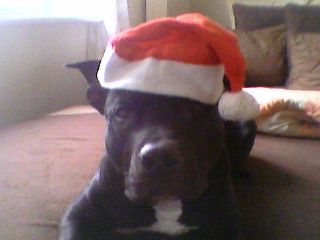 Amerikanischer Pit-Bullterrier Frohe Weihnachten...........