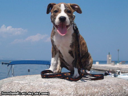 Amerikanischer Pit-Bullterrier Ronja