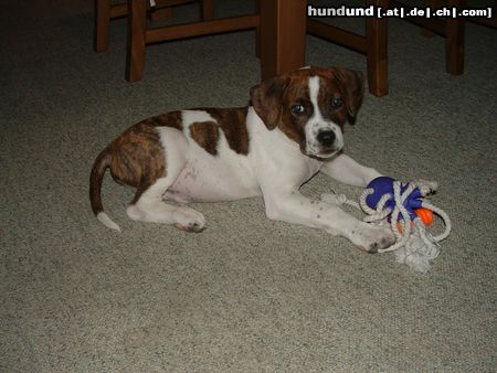 Amerikanischer Pit-Bullterrier Remus 12.Wochen