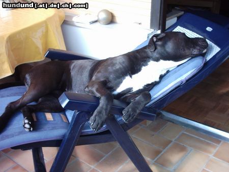 Amerikanischer Pit-Bullterrier Relax ;o)