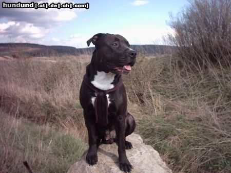 Amerikanischer Pit-Bullterrier Mein Sammy