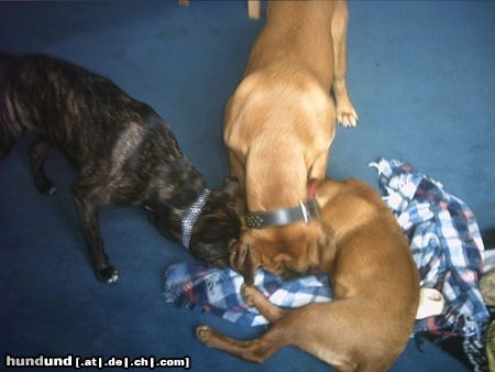 Amerikanischer Pit-Bullterrier Sarah mit ihren Kumpels beim spielen