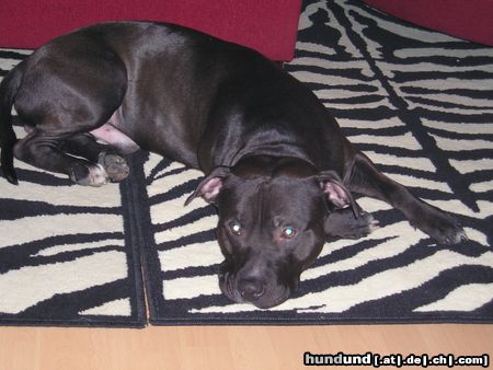 Amerikanischer Pit-Bullterrier SHADOW AUF´N ZEBRATEPPICH