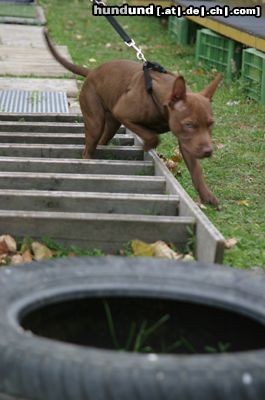 Amerikanischer Pit-Bullterrier