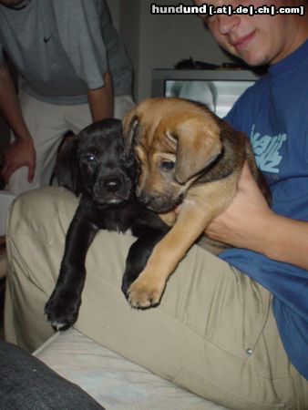 Amerikanischer Pit-Bullterrier Spike&Shiva 