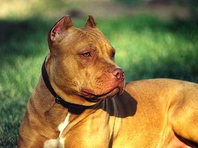 Amerikanischer Pit-Bullterrier