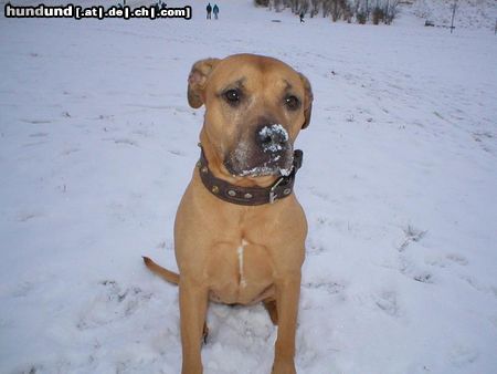 Amerikanischer Pit-Bullterrier Das war unsere Stina