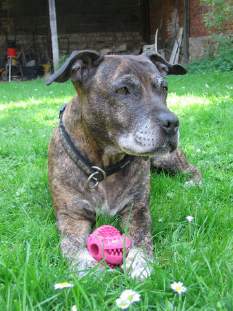 Amerikanischer Pit-Bullterrier Taiga