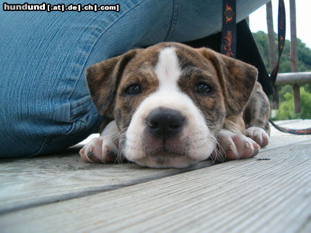 Amerikanischer Pit-Bullterrier Mir is faad!!